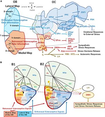 Neural Circuitry for Stress Information of Environmental and Internal Odor Worlds